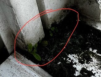 Battling Mold in Window Tracks: A Guide for CFL Homeowners