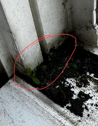 Battling Mold in Window Tracks: A Guide for CFL Homeowners