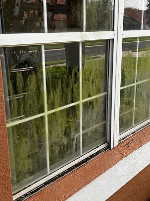 Window Cleaning Tips To Avoid Algae, Mold
